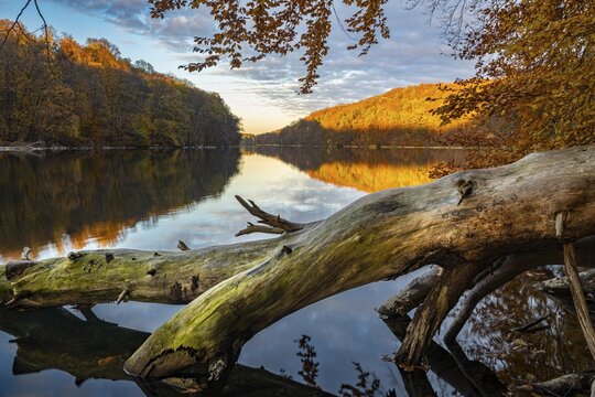Supported tree on the banks of Schmale Luzin in the Mecklenburg Lake Range in the evening in autumn, Feldberg Lake District, Mecklenburg-Western Pomerania, Germany