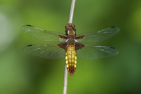 Common Skimmer (Libellula depressa), dragonfly, Wildeshausen, Lower Saxony, Germany