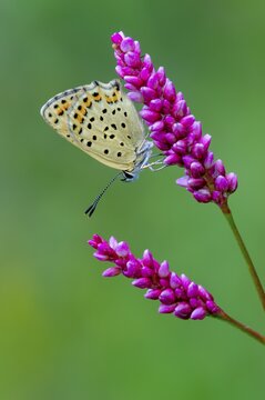 Sooty Copper (Lycaena tityrus), Oldenburg M&uuml;nsterland, Goldenstedt, Lower Saxony, Germany
