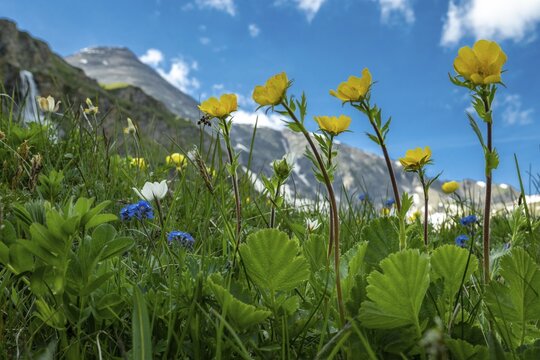 Mountain avens (Geum montanum), Heiligenblut, Carinthia, Austria
