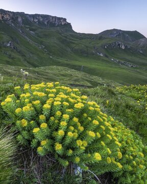 Rhodiola (Rhodiola rosea), Heiligenblut, Carinthia, Austria