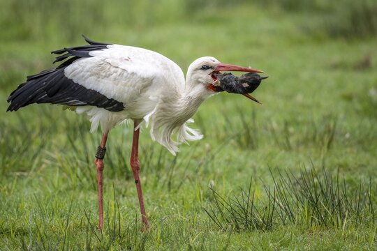 A white stork (Ciconia ciconia) catches a mole, Lembruch, Lower Saxony, Germany