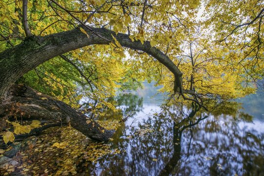 Autumn on the banks of Schmale Luzin, lake in Mecklenburg-Western Pomerania, Feldberg Lake District, Mecklenburg-Western Pomerania, Germany
