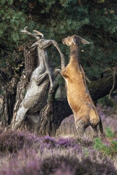 Red deer (Cervus elaphus), a young stag and an adult stag lock horns, Hoenderloo, Gelderland, Netherlands