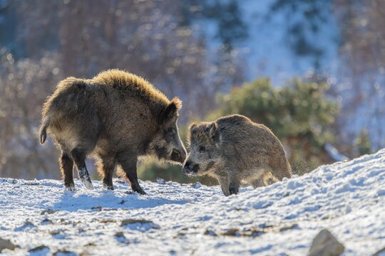Two young wild boars (Sus scrofa) wrestle with each other in the backlight of the sun in a clearing. Their raised dorsal crests glow in the light. Bavaria, Germany
