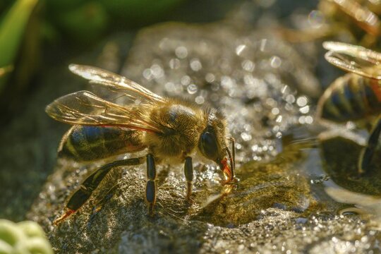 Apidae, apis mellifera, bees, European honey bee, European honeybee, hymenoptera, western honey bee, honey bee, honey bee, honey bee, insects, drink, water, watering place