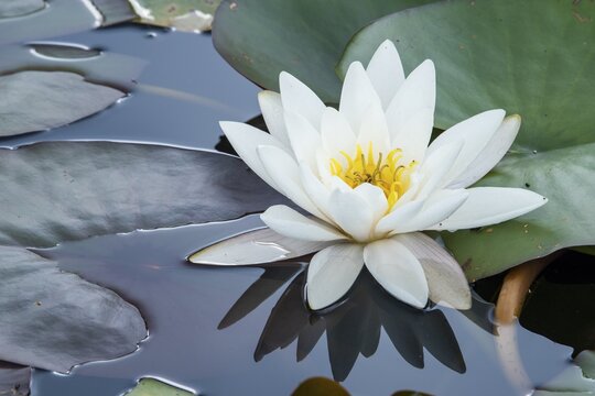 Water lily (Nymphaea) in a pond, Hoenderloo, Gelderland, Lower Saxony