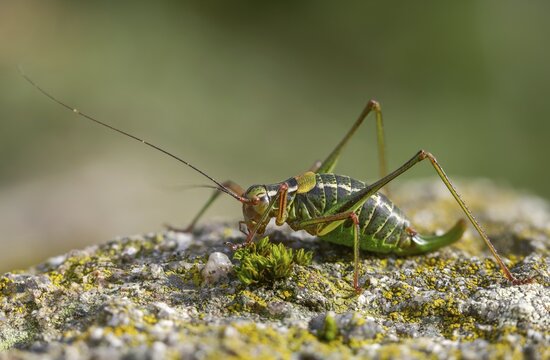 Barbitistes constrictus, eastern saw-tailed bush cricket, softwood sabre, grasshopper, grasshopper, grasshopper
