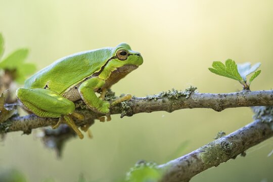 Tree frog (Hyla arborea), Zandvort, Netherlands
