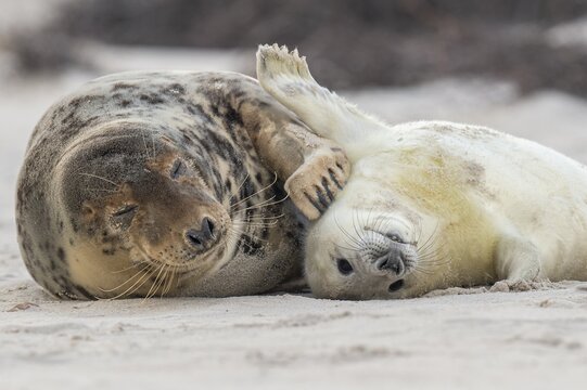 Grey seal (Halichoerus grypus), young seal with its mother, Nordesee, Heligoland, Schleswig-Holstein, Germany