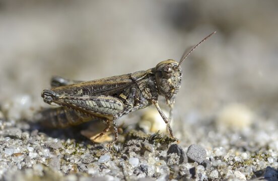 Acrididae, Brandenburg, Caelifera, Common Club Grasshopper, Germany, field locusts, spotted club scare, gomphocerinae, club scare, short-feeler scare, mottled grasshopper, myrmeleotettix maculatus, Nabu project, national natural heritage, natural paradise Gr&uuml;nhaus, post-mining landscape, grasshopper, Grasshoppers, greenhouses, grasshoppers, insects, males, males