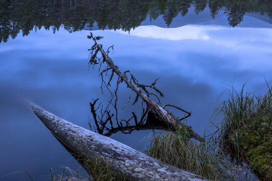 Fallen pine trees on the edge of a lake in Scotland, silence, Aviemore, Scotland, United Kingdom