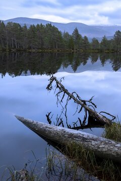 Fallen pine trees on the edge of a lake in Scotland, silence, Aviemore, Scotland, United Kingdom