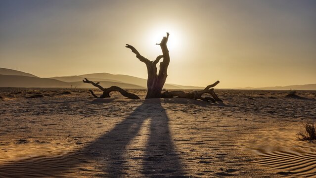 Dead tree, sunset, Sossusvlei, Namibia