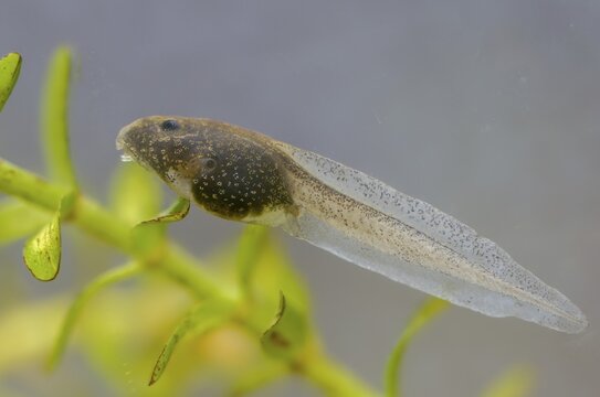 Common frog, rana temporaria, amphibians, amphibians, frog, frog, frogs, tadpole, larva, amphibians, four weeks old