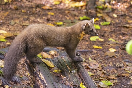 Pine Marten (Martes martes), Vechta, Lower Saxony, Germany
