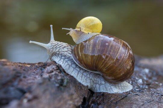 Burgundy snail, banded snails, cepaea, cepaea nemoralis, grove snail, hornworm snail, helicidae, helix pomatia, roman snail, snails, black-mouthed snail, vineyard snail, gastropod, mollusca, snails, snails, molluscs