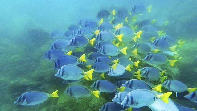 Shoal of yellowtail surgeonfish (Prionurus punctatus), underwater, Galapagos, Ecuador