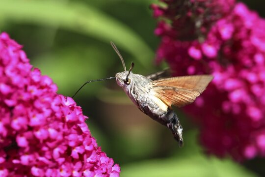 A swallowtail butterfly (Macroglossum stellatarum) feeding on nectar from a butterfly bush (Buddleja), Wilnsdorf, North Rhine-Westphalia, Germany