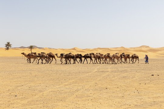 Caravan wandering through the desert, accompanied by a human, palm trees on the horizon, Sahara, Morocco