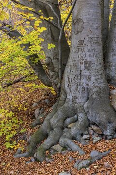 Tree on the banks of Schmale Luzin in autumn, lake in Mecklenburg-Vorpommern, Feldberger Seenlandschaft, Mecklenburg-Vorpommern, Germany