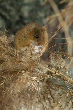 Harvest mouse, Micromys minutus, rodents, rodentia, dwarf mouse, high size, portrait format, mammals, mouse, muroids, rodents, mammals