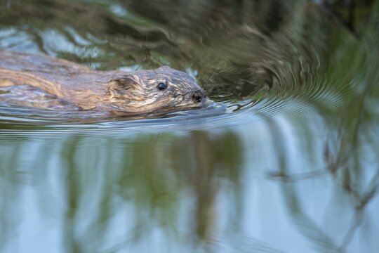 Swimming muskrat (Ondatra zibethicus), Kattinger Watt, Toenning, Schleswig-Holstein, Germany