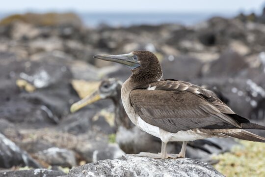 White-bellied booby (Sula leucogaster), Galapagos, Ecuador