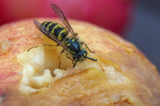 German wasp, real wasp, German wasp, hymenoptera, short-headed wasps, vespula germanica, on apple, on food, on fruit, apple, wrinkled wasps, insects, fruit, wasp, wasp