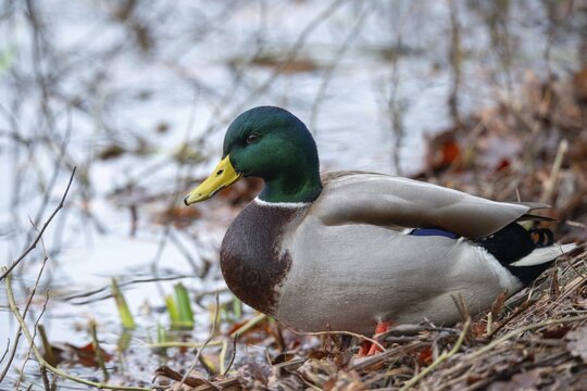 Anas platyrhynchos, mallard, mallard, anatidae, birds, ducks, ducks, ducks, drakes, male, birds, waterbirds, waterbirds