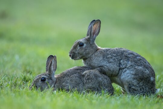 Wild rabbit (Oryctolagus cuniculus), Stapelfeld, Cloppenburg, Lower Saxony, Germany