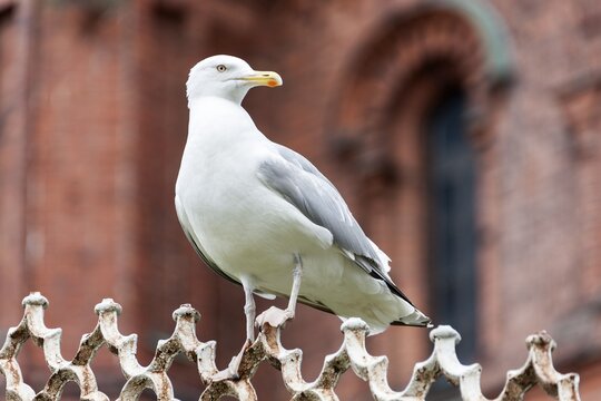Seagull (Larinae), Helsinki, Finland
