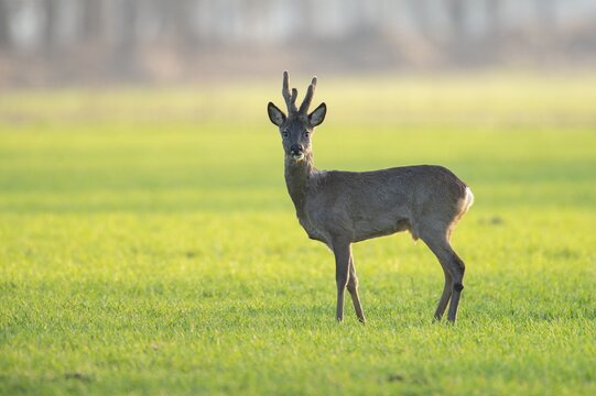 Roe deer (Capreolus capreolus) in Bast, Vechta, Lower Saxony, Germany