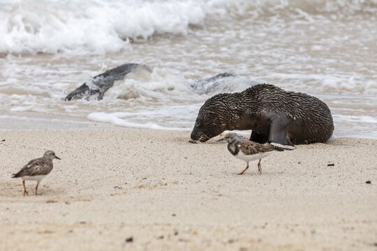 Ruddy turnstone (Arenaria interpres), sea lions (Zalophus wollebaeki), San Cristobal, Galapagos, Ecuador
