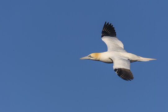 Northern Gannet (Morus bassanus) in flight, Heligoland, Schleswig-Holstein, Germany