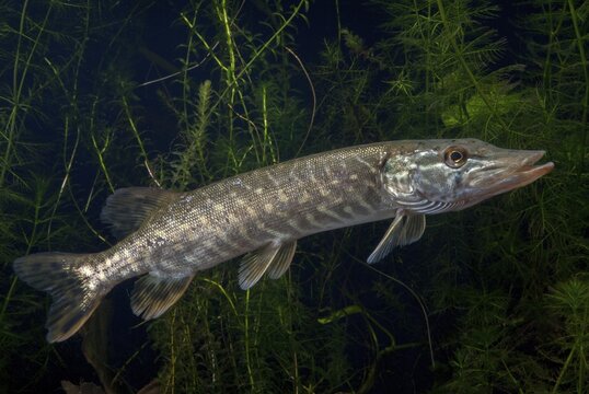 Esox Lucius, pike, pike, predatory fish, fishes, northern pike, pisces
