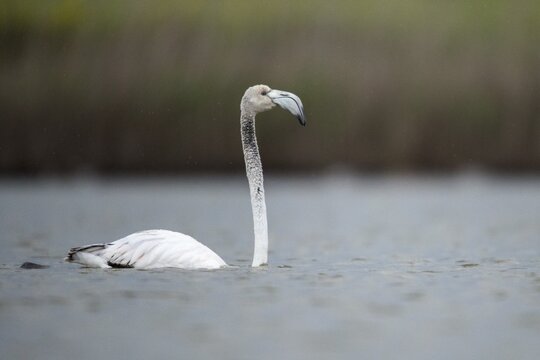 Afro-Asian Greater Flamingo, Eurasian Flamingo, European Flamingo, Granelli, Greater Flamingo, Italy, Pantano Cuba Lagoon, Pantani Cuba and Longarini, Phoenicopterus Roseus, Rosy Flamingo, Migratory Bird Sanctuary Pantani Cuba & Longarini, Birds, Ciconiiformes, Flamingo, Italy, Walking Birds, Sicily, Foundation per species diversity, stork birds, birds