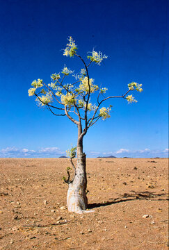 flowering Moringa ovalifolia in Namib desert 400
