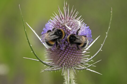 Two bumblebees are perched on flowering wild teasel (Dipsacus fullonum), Baden-W&uuml;rttemberg, Germany