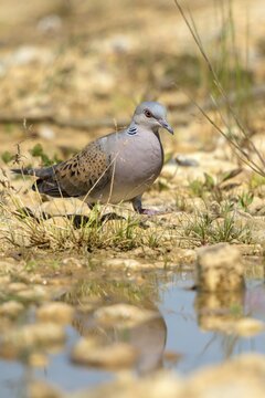 Streptopelia turtur, turtle dove, bath, bathe, bird bath, birds, columbidae, doves, high size, portrait format, doves, drinking, birdbath, birds, watering place