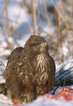Accipitriformes, Buteo Buteo, buzzard, buzzard, birds of prey, high size, portrait format, raptors, birds, winter