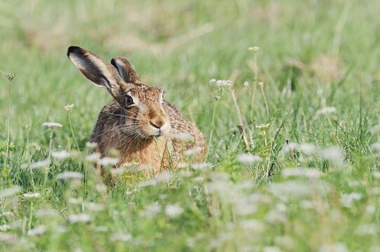 A brown hare (Lepus europaeus) sitting in a meadow, North Rhine-Westphalia, Germany