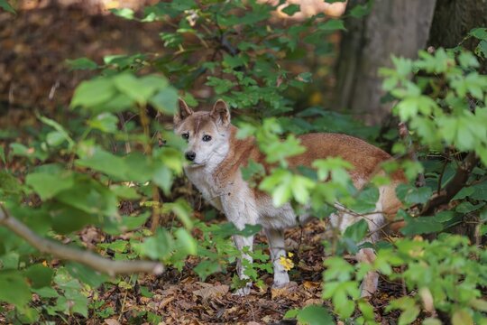 A New Guinea singing dog or New Guinea Highland dog (Canis hallstromi) (Canis dingo hallstromi, Canis familiaris) stands in the forest, partially hidden behind leaves, looking at the photographer