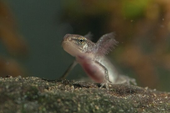 Lissotriton vulgaris meridionalis, Lissotriton vulgaris schreiberi, Schreiber's pond newt, smooth newt, pond newt spec., amphibians, caudata, adolescent, juvenile, larva, lurch, newt, tail amphibians, water newts