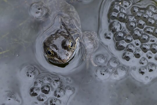 Common frog (Rana temporaria) adult amphibian amongst spawn eggs on the water surface of an urban garden pond in spring, England, United Kingdom