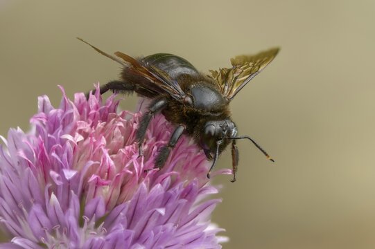 Apidae, bees, blue wood bee, large wood bee, hymenoptera, violet-winged wood bee, xylocopa violacea, insects, insects, violet carpenter bee