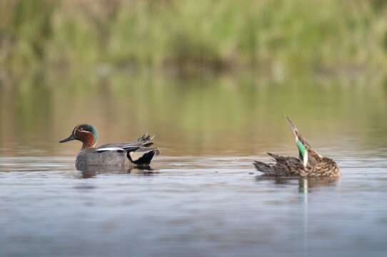 Anas crecca, common teal, grosbeak, crickente, anatidae, birds, ducks, ducks, ducks, birds, waterbirds, waterbirds