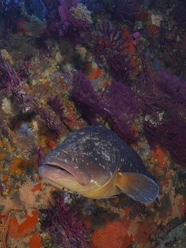 A Dusky Grouper (Epinephelus marginatus) (Mycteroperca marginatus) rests among colourful corals and sponges in the Mediterranean Sea near Hy&egrave;res. Dive site marine reserve Port Cros, C&ocirc;te d'Azur, France