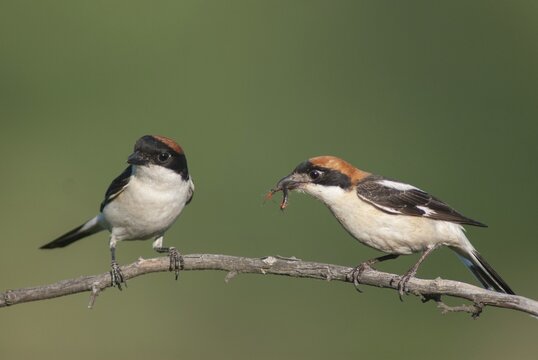 Lanius senator, red-headed shrike, woodchat shrike, birds, Bulgaria, female, male, passeri, songbirds, songbirds, birds, female, shrike