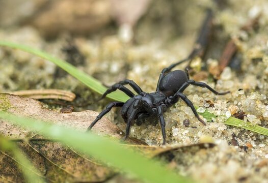 Atypus affinis, common wallpapering spider, mygalomorphae, purseweb spider, tarantula spider, spiders